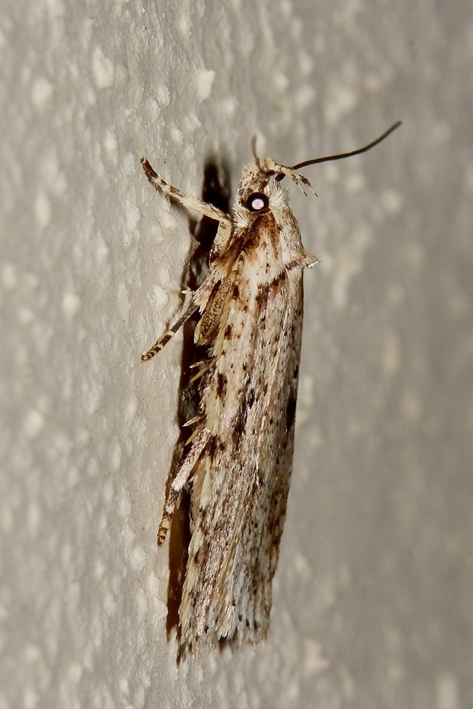 Agonopterix arenella